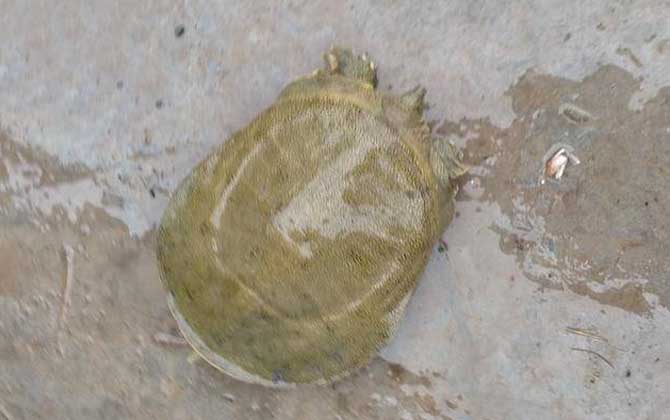 甲鱼