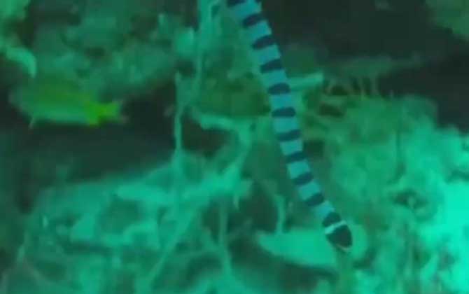 裂颊海蛇