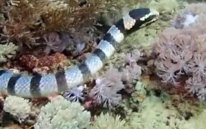 裂颊海蛇