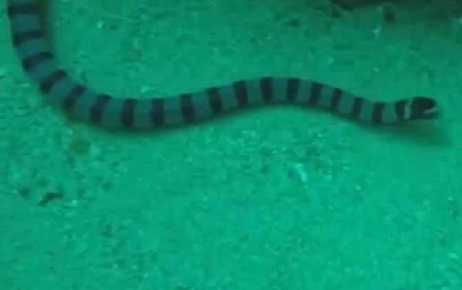 裂颊海蛇