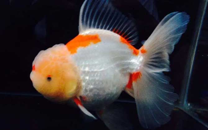 松鳞病