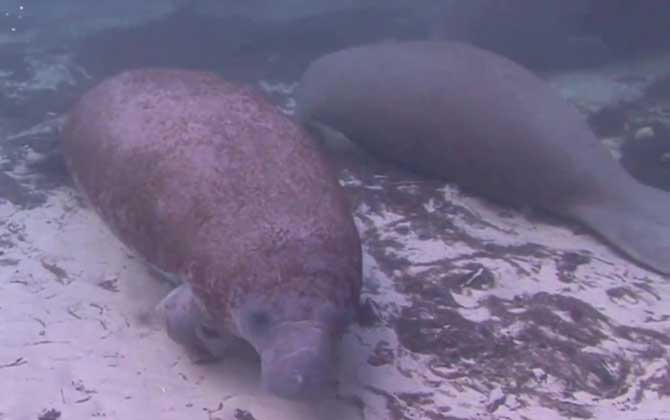 海牛